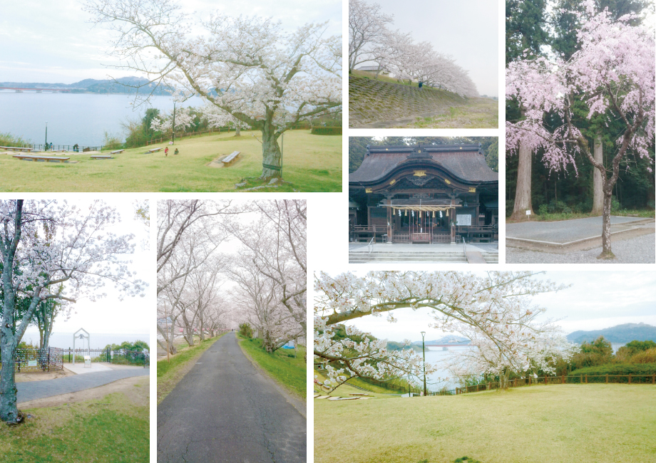 浜名湖サービスエリアの桜