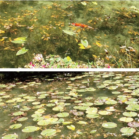 モネの池の写真
