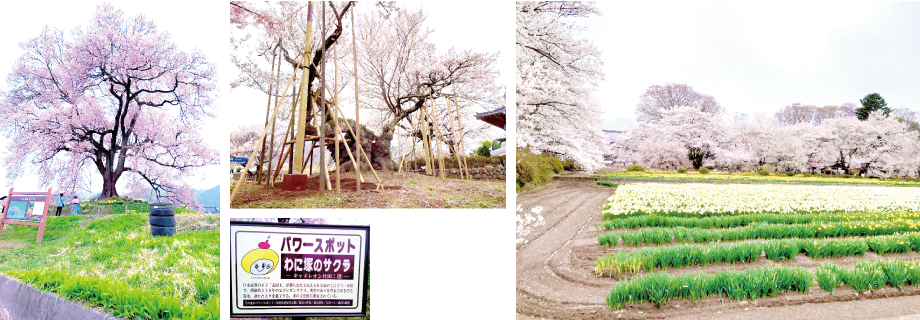 山高神代桜の写真